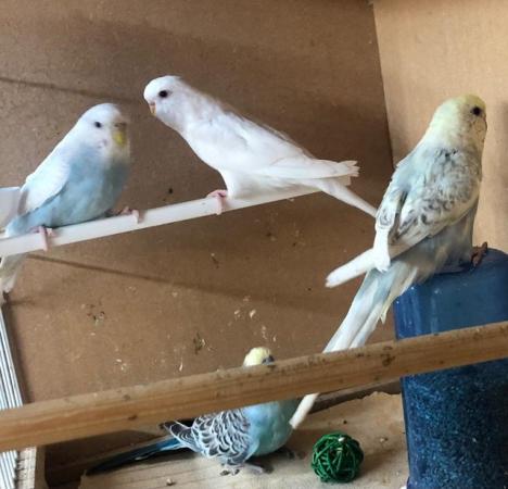 Image 2 of Young budgies looking for good homes
