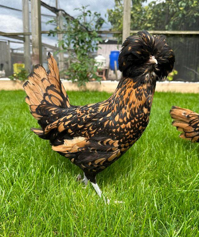 Preview of the first image of Polish bantam hens at point of lay.