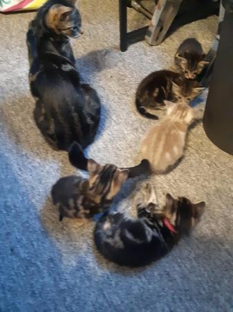 Image 4 of 4 beautiful tabby kittens for sale