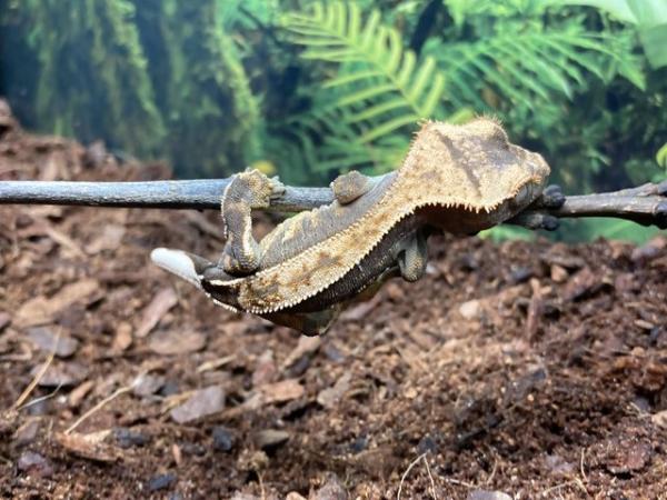 Image 4 of Unsexed juvenile partial pin harlequin crested gecko