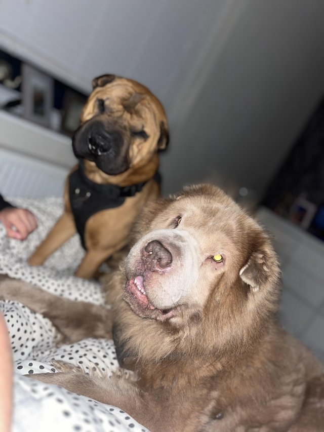 Preview of the first image of Sharpei brothers looking for new home.