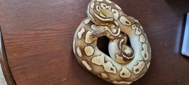 Image 20 of Full collection of ball pythons and racking