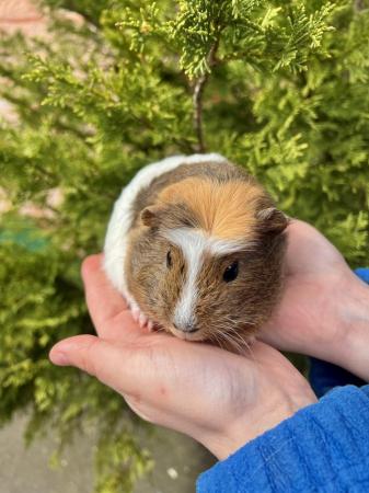 Image 4 of Friendly Guinea pigs for sale