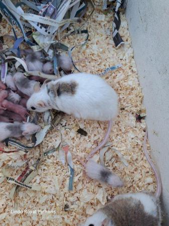 Image 2 of Multimarmates (African soft furred rats)