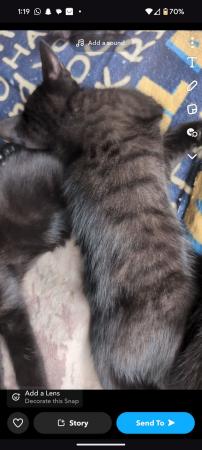 Image 1 of Beautiful black, tabby and brown kittens for sale!