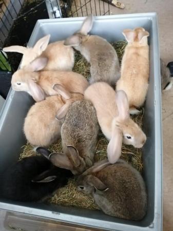 Image 10 of CUTE REX RABBITS ARE LOOKING FOR A LOVELY HOME