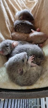 Image 7 of Tame Young/baby rats for sale (guaranteed tame)