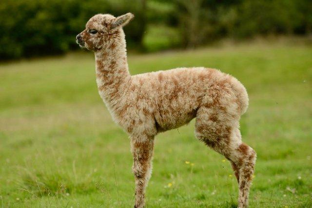 Image 9 of Beautiful Quality Alpacas for Sale