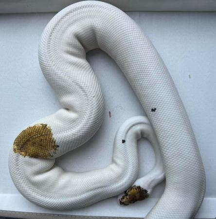 Image 2 of REDUCED pied pinto enchi ( russo ) female ball python royal