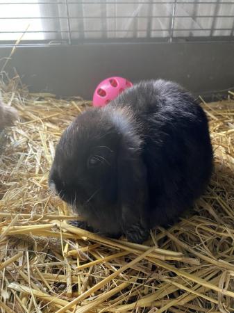 Image 6 of all reserved Pure bred mini lops ………. ………….