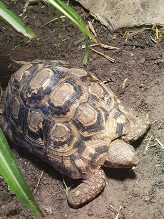 Image 3 of 3 leopard tortoise, 18yrs old and 8yrs old. Read description