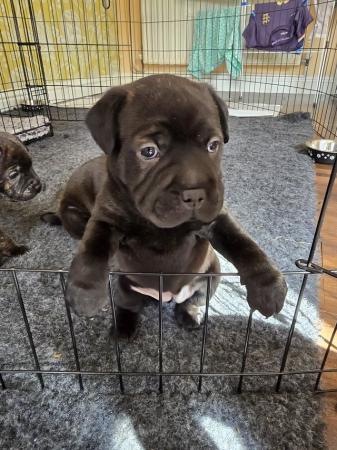 Image 7 of Gorgeous Blue Siras Staffie x Shar Pei pups for sale