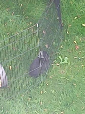 Image 1 of 2 year old black netherland dwarf rabbit