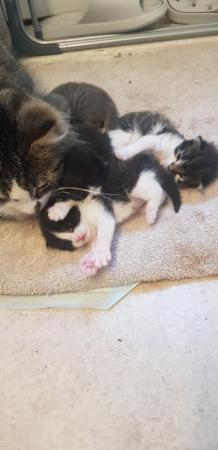Image 4 of 1 2 week old kitten mixed litter female