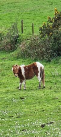 Image 3 of Skewbald Dartmoor Hill Pony Colt