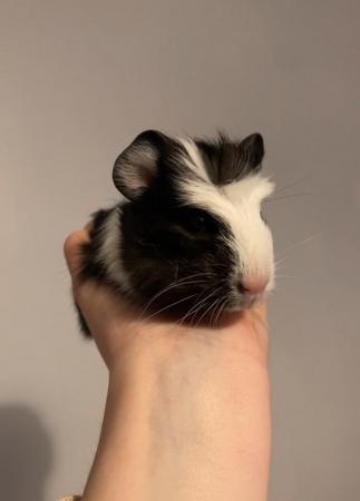 Image 3 of 8 week old male guinea pigs