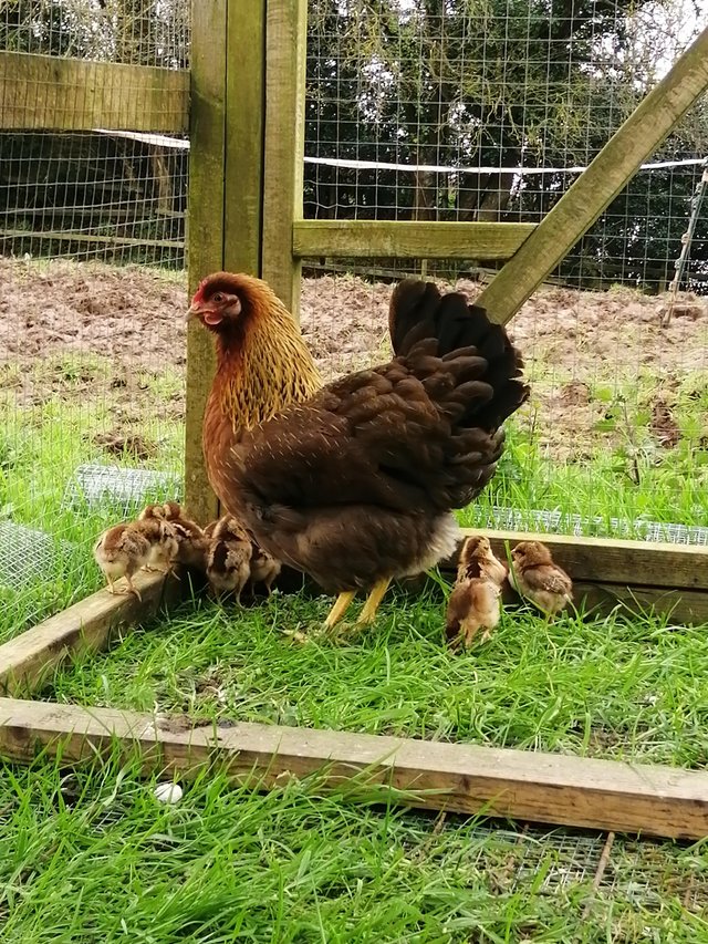 Preview of the first image of Welsummer hatching eggs and chicks available.