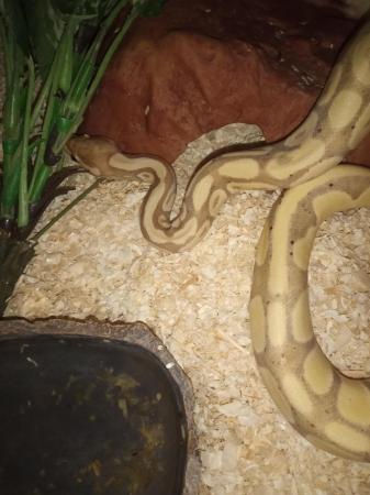 Image 4 of Banana X Hey Clown Ball Python- Best Offer Takes Her Quickly