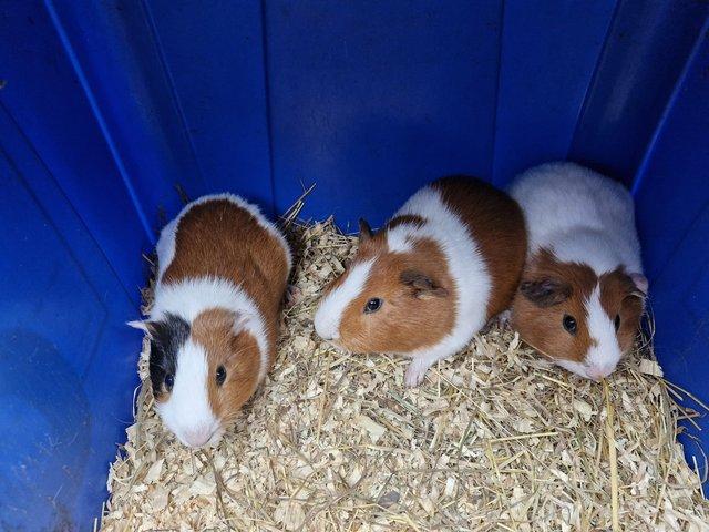 Preview of the first image of Beautiful home reared guinea pigs.
