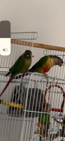 Image 5 of 22month old contour parrots (brothers)