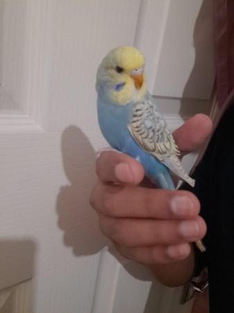 Image 7 of Young baby budgies hand tamed for sale