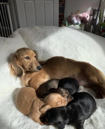 Image 4 of Long Haired Miniature Dachshund Puppies