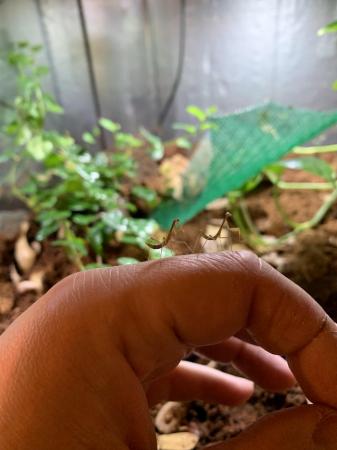 Image 2 of Asian Praying Mantis (Hierodula membrencea) L2-L4 4 for £10