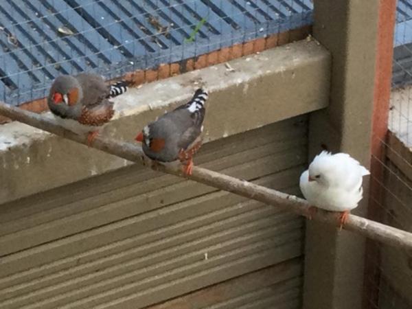 Image 10 of Mixed Finches For Sale Male  Female