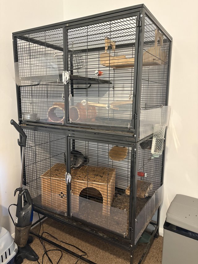 Father and Son chinchillas — Pets & Animals in Basildon