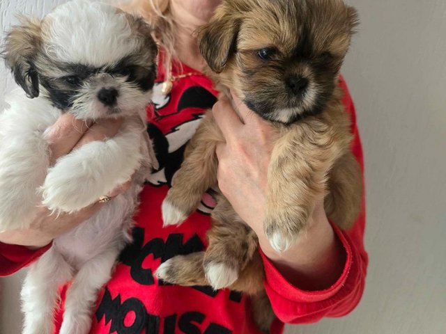 Preview of the first image of Beautifull shihtzu girl  puppies microchipped.