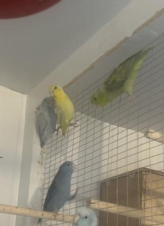 Image 5 of Breeding pair of parrotlets, also a male available.