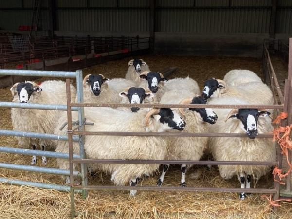 Image 2 of Rough Fell Sheep, Ewe Lambs, 12mths old, for sale