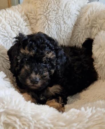 Image 7 of Last 2 Ready f1 cavapoo male puppies reduced apricot