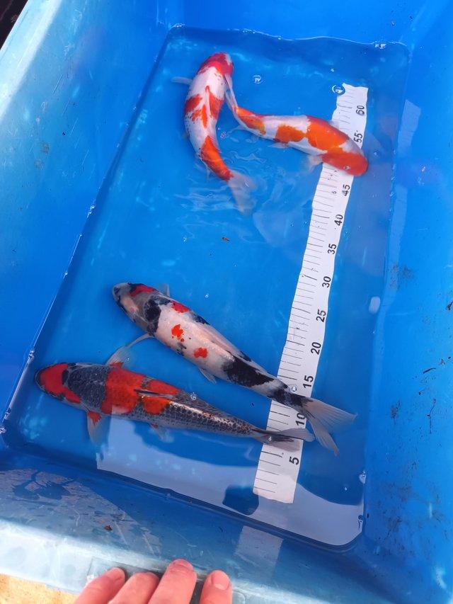 Preview of the first image of Japanese koi carp from unheated Ponds..