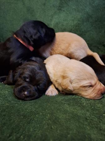 Image 4 of KC registered labrador puppies licenced breeder