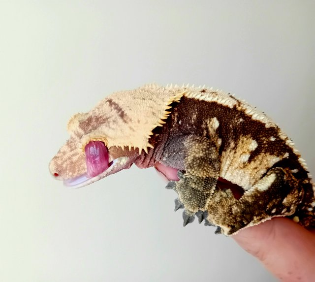 Preview of the first image of Big Chonky Male Crested Gecko.