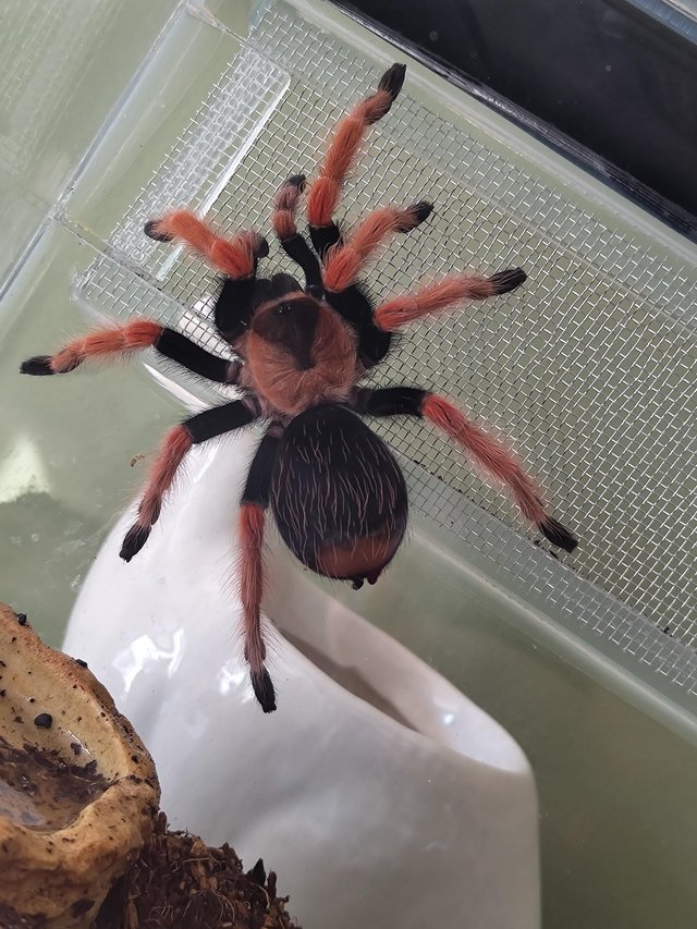 Preview of the first image of Brachypelma bohmae for sale 10cm.