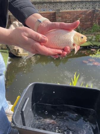 Image 1 of Pond fish - koi, carp, goldfish & pond