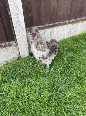 Image 2 of 12 month old USA silkie cocks