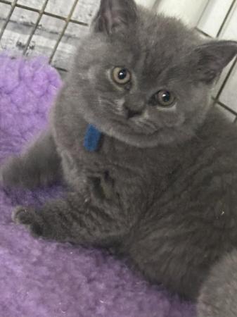 Image 6 of Pure British shorthair blue kittens , ready now