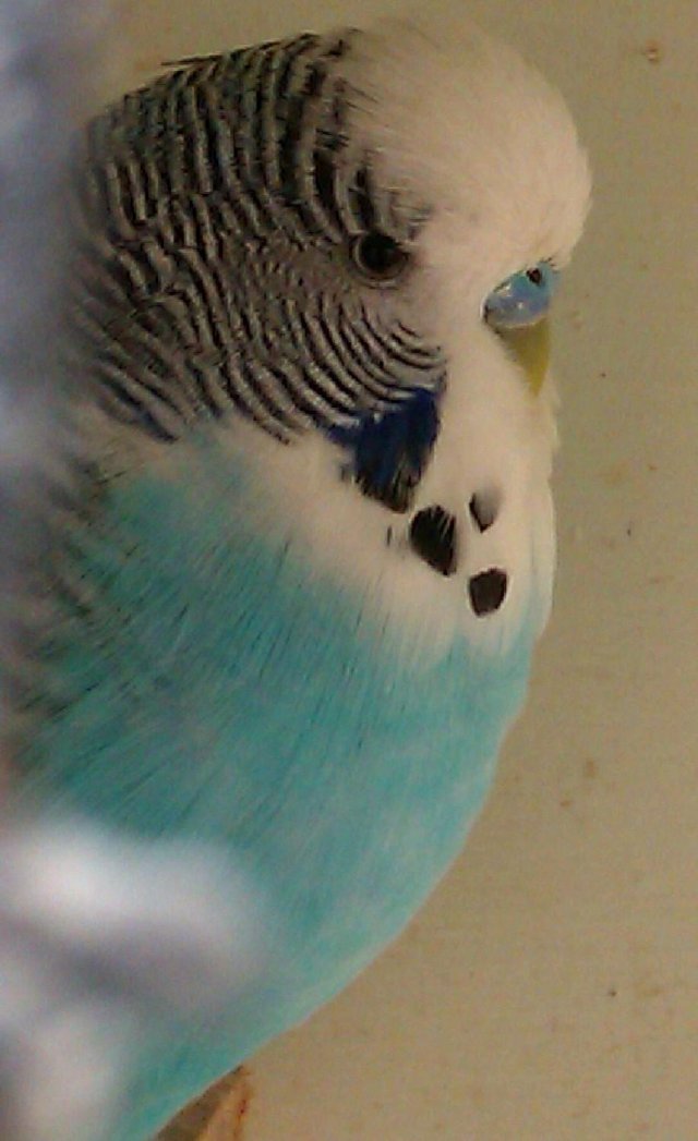 Preview of the first image of for sale baby Budgies mixed colours both male and female.
