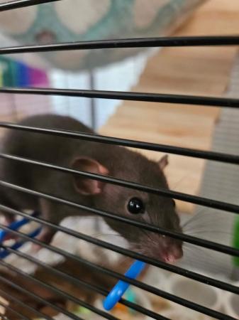 Image 3 of 6 month old duo male rats