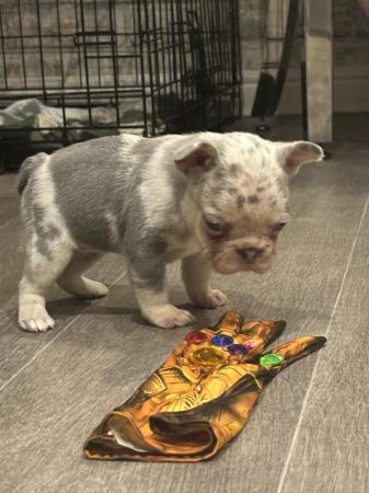 Image 7 of Lilac and tan Merle female french bulldog