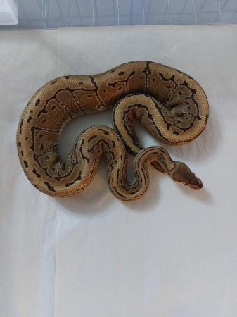 Image 2 of Trio of Royal pythons for sale