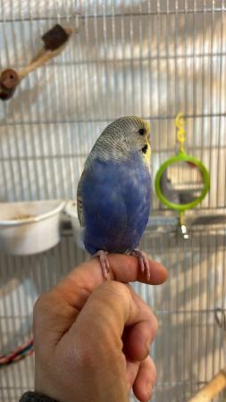 Image 1 of Baby hand tame hand reared budgies