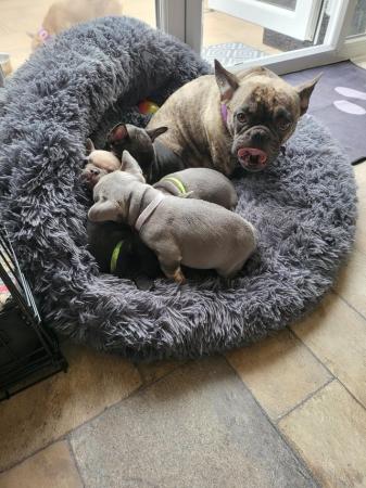Image 8 of French bulldog pups looking for there forever homest