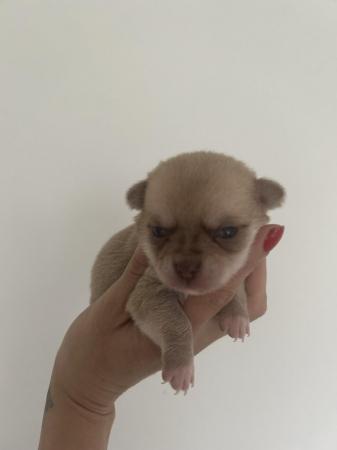Image 6 of Teacup chihuahuas for sale