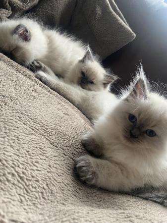 Image 2 of Pure breed blue eyed male Ragdoll