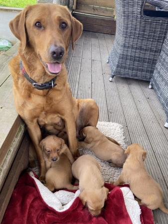 Image 6 of KC Registered Red Labrador Puppies