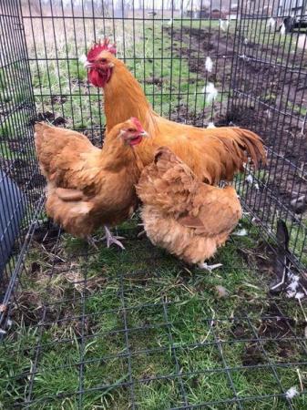 Image 3 of ChickensL/F for sale...............